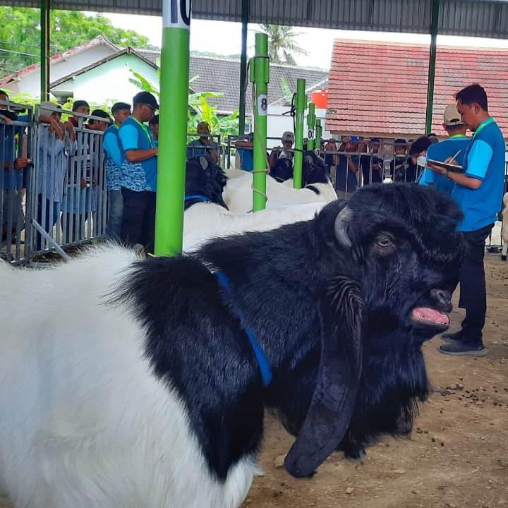 Bangkitkan Potensi Lokal! Kontes Kambing PE 2025 Jadi Wadah Peternak Kulon Progo Berprestasi